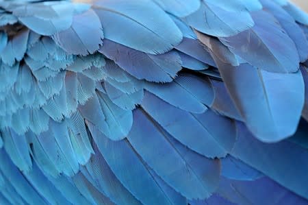 The feathers of a macaw are seen as it stands on a rooftop of a building in Caracas