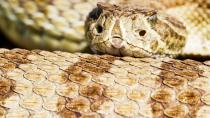 Das Schuppenkleid einer Schlange umfängt sie wie eine Hülle. Es dient ihr auch als Schutz vor Austrocknung. Das die Hautschuppen nicht mit dem Körper mitwachsen, muss das Reptil sich von Zeit zu Zeit komplett häuten, um die Schuppen zu erneuern.