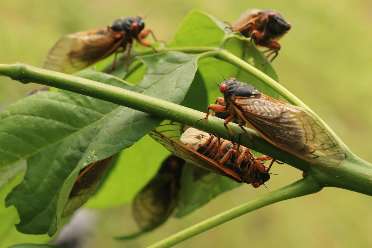 Lecker...? In den USA landen die Zikaden gerade nicht nur in der Landschaft, sondern immer öfter auch auf dem Speiseteller (Bild: Chip Somodevilla/Getty Images)