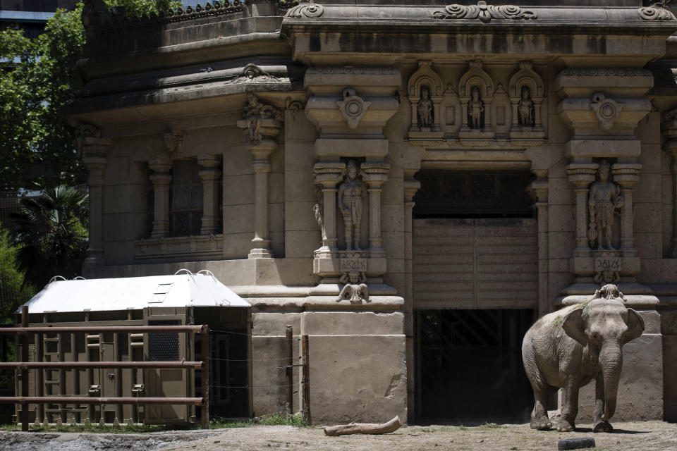 In this Jan. 13, 2020 photo, Asian elephant Mara walks past the container, left, that will be used to transport her to a sanctuary, inside the former city zoo now known as Ecopark in Buenos Aires, Argentina. Mara will leave her enclosure and be moved to a special sanctuary in Brazil, but before her trip to the neighboring country expected to take place in March, the 55-year-old is undergoing a training process to prepare her for confinement during the 2,500 kilometers road trip, that will last two or three days. (AP Photo/Daniel Jayo)