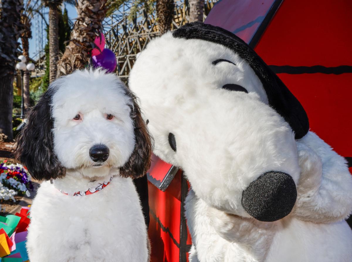 SNOOPY MEETS HIS DOPPLEGANGER!