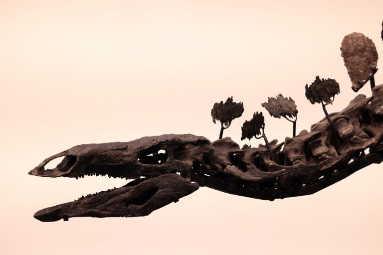 Detalle de la cabeza y el cuello del esqueleto de estegosaurio, de 150 millones de años, que sale a la venta en una subasta la próxima semana en Nueva York, el 10 de julio de 2024. (Charly TRIBALLEAU)