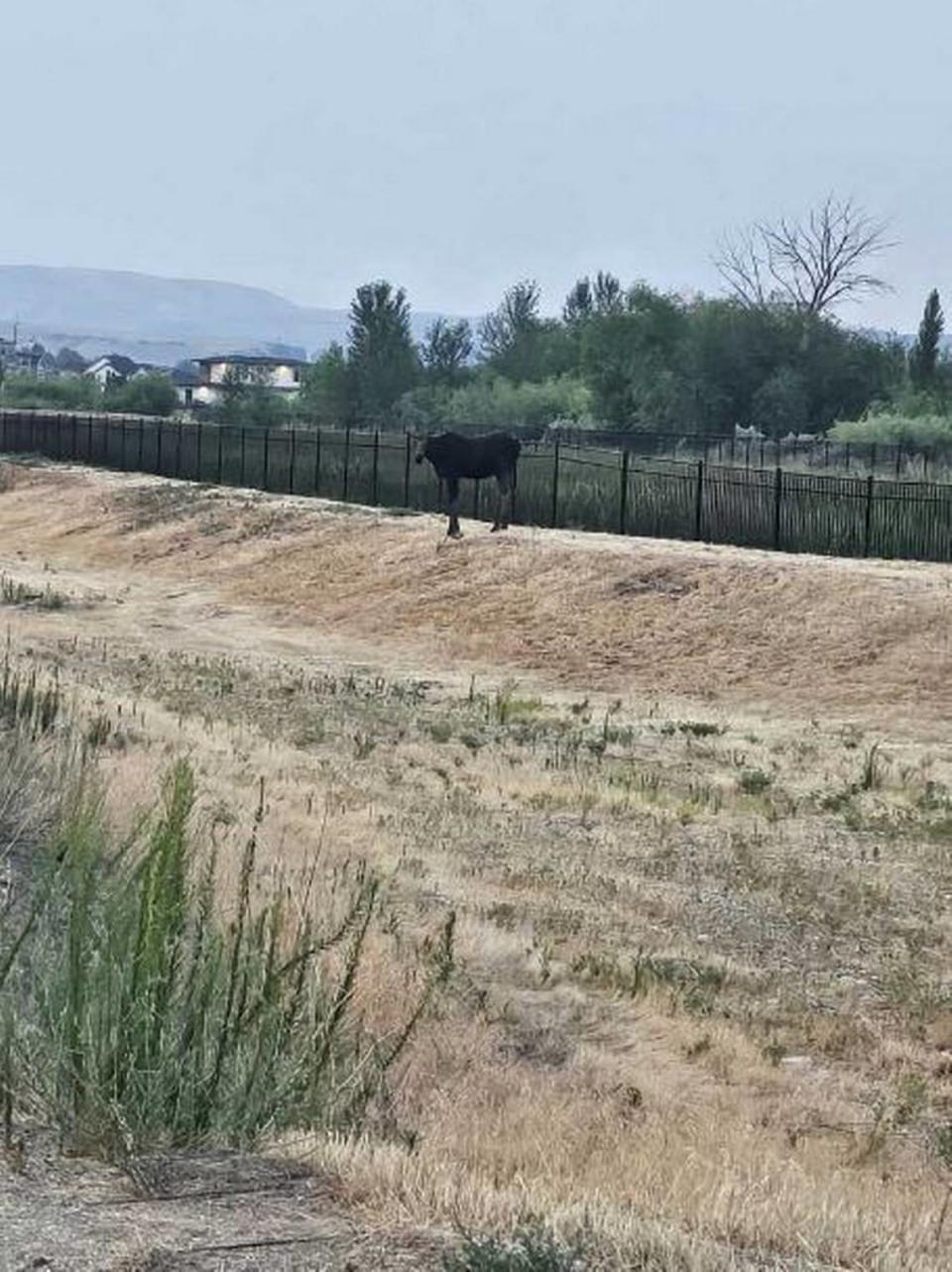 Idaho Fish and Game says a young bull moose, above, has been spotted in Southeast Boise recently. Another moose has been living in Hidden Springs this summer.