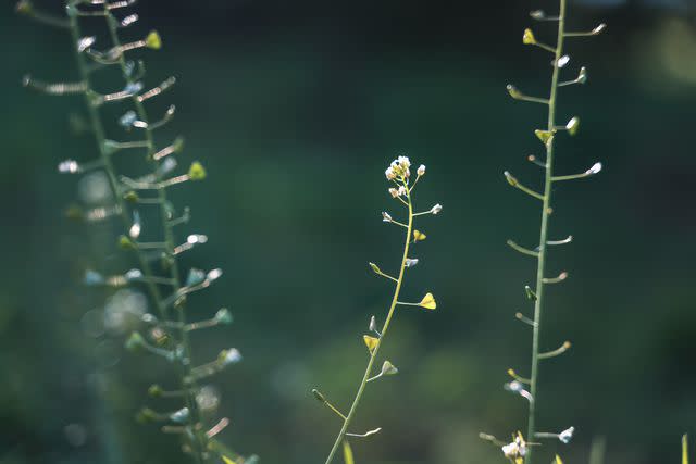 <p>Olezzo / Getty Images</p> Shepherd's Purse (Capsella bursa pastoris)