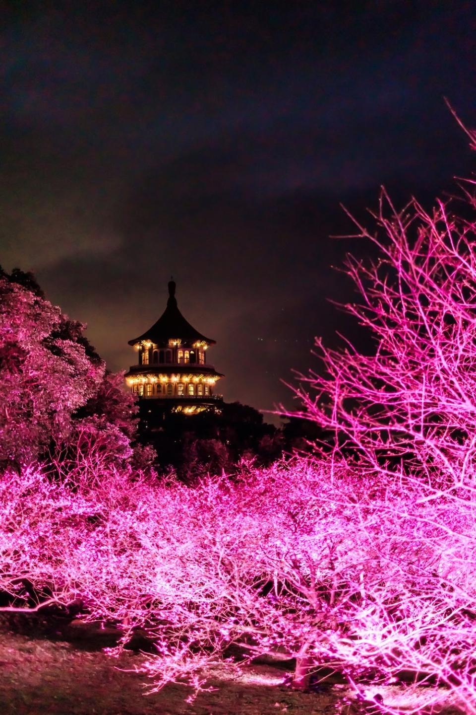 天元宮拍攝夜櫻最佳景點。   圖：新北市景觀處／提供