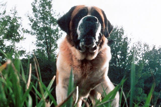 <p>AJ Pics/Alamy Stock Photo</p> A still from 1983's 'Cujo'