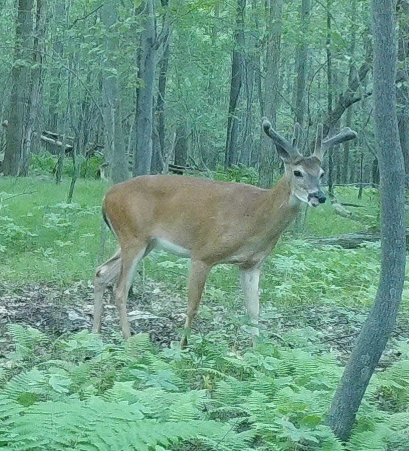 A buck in velvet with right kicker on the brow tine.