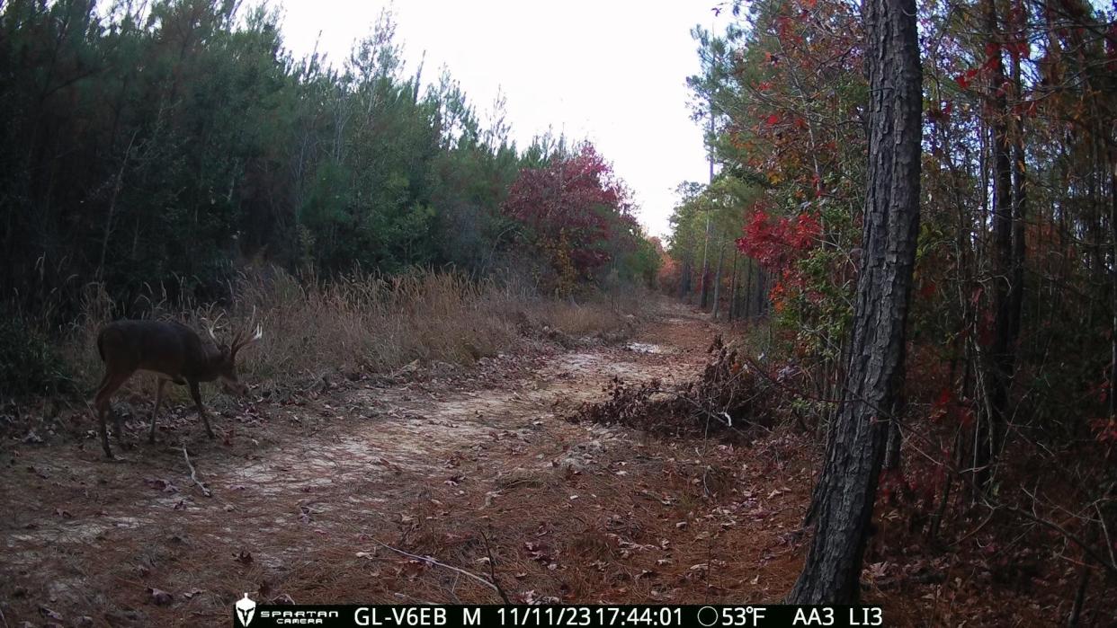 A Spartan cellular trail camera captured this image of a buck about 150 yards from where David Slaybaugh Sr. was hunting in Surry on November 11.