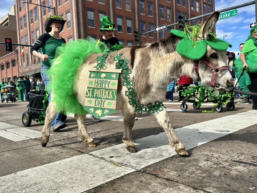 Coloradans grabbed their green and gathered in the Five Points neighborhood of Denver for the 62nd annual St. Patrick's Day parade on March 16, 2024.