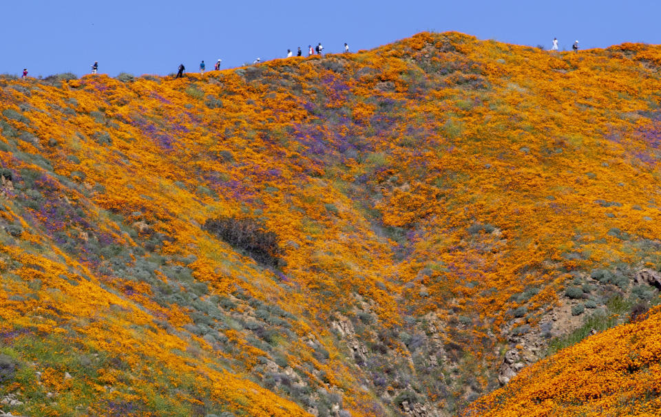 Visitors walk through poppy fields during a super bloom in Lake Elsinore, California.