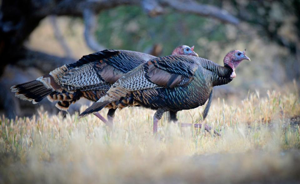 Wild turkeys walking through a field.