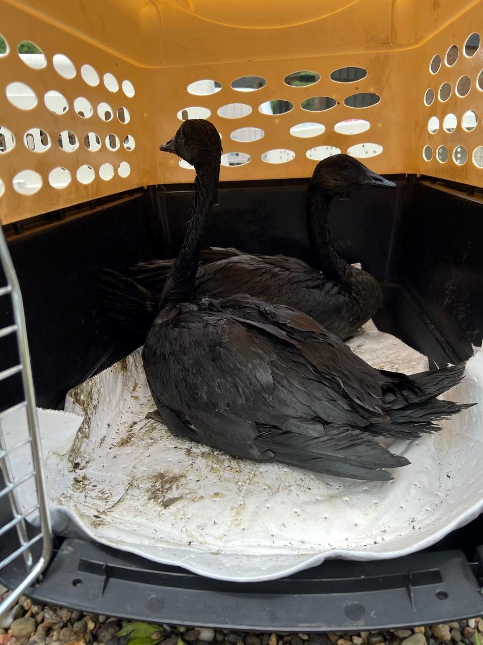 Nearly 50 geese were discovered covered in oil after a spill in Tuscarawas River in Barberton. Some of the geese were transferred to Stark Parks' Wildlife Conservation Center in Perry Township to be cleaned.