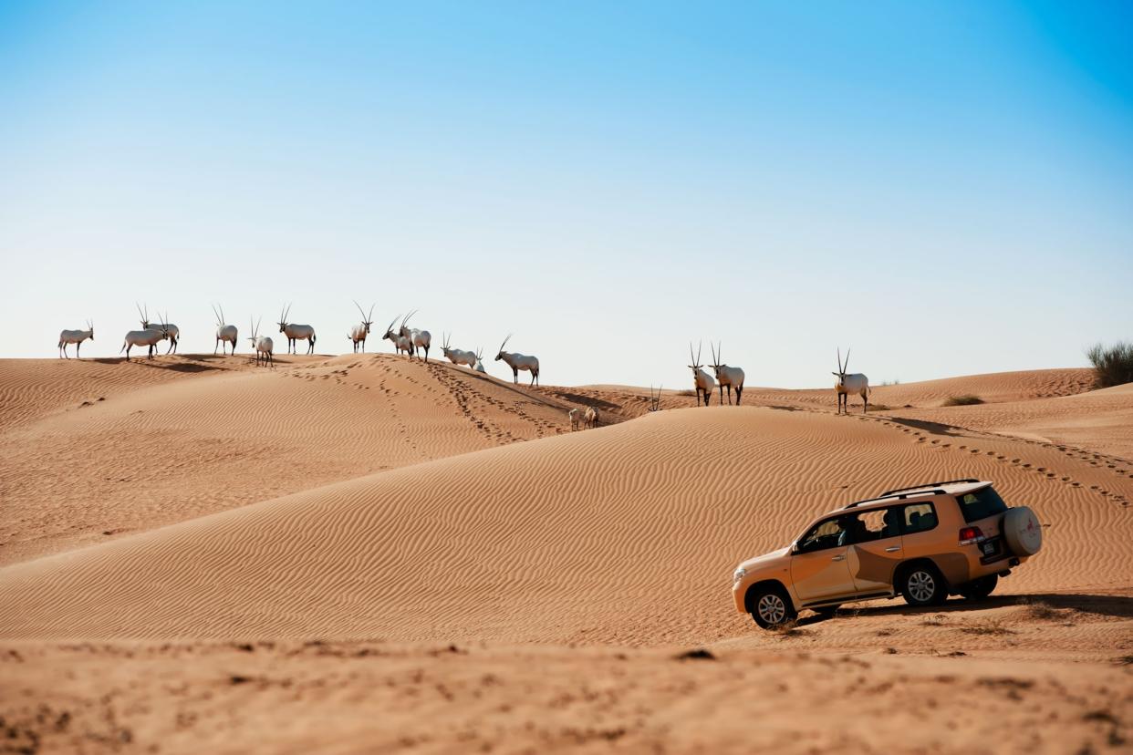 The city of Dubai is the perfect launchpad for various adventures into the wild. It offers easy access to diverse landscapes like the Dubai Desert Conservation Reserve, which is home to the largest free roaming herd of Oryx in the UAE.