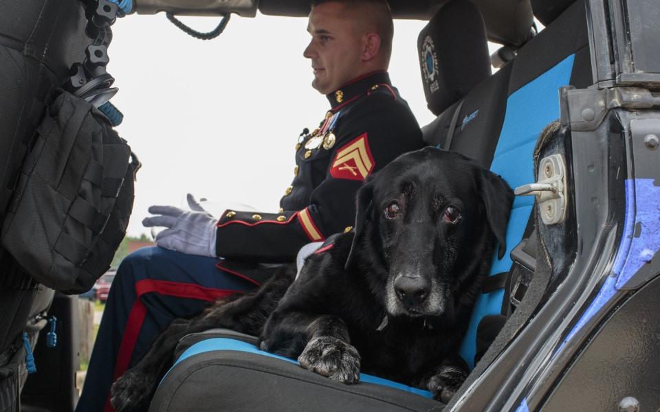 oel Bissell/Muskegon Chronicle via AP) Image title: Military Dog Farewell - Credit: oel Bissell/Muskegon Chronicle via AP) Image title: Military Dog Farewell