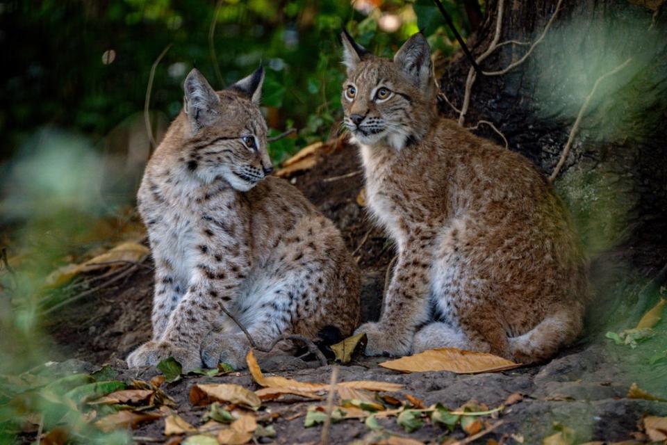 A public poll is to be held to name the lynx kittens (Ben Birchall/PA) (PA Wire)