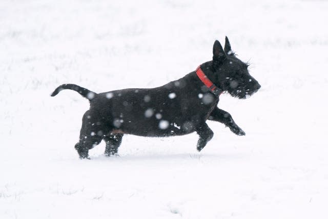 A dog in the snow