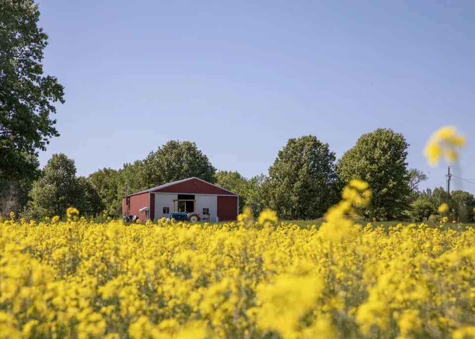 American Farmers’ Next Hot Commodity Is Canola for Biofuels