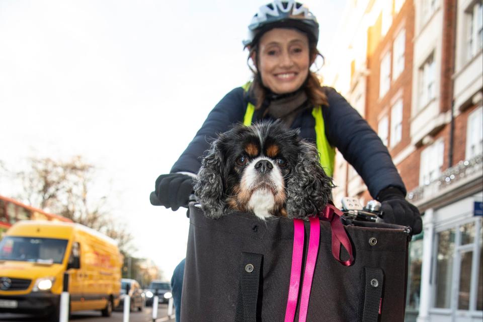 <p>Tutor Sophie Russell, 53, rides to work in Kensington Square with her King Charles Spaniel Flossie in the basket.</p>Daniel Hambury/Stella Pictures Ltd
