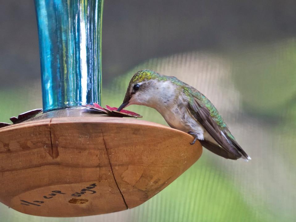 Hummingbird Perched to Feed on a blue feeder