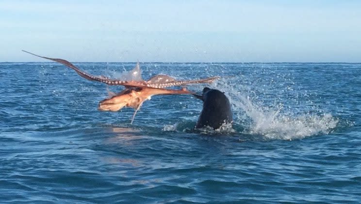 Three tourists on a kayaking trip witnessed the 20-minute battle (Caters)