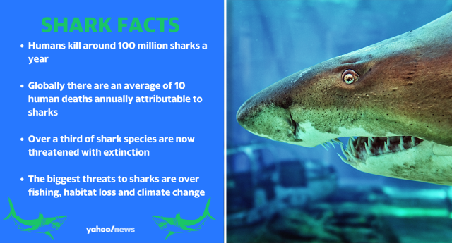 Tiger Shark - Facts and Beyond