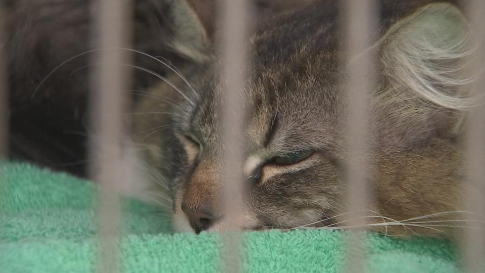 The shelter is currently caring for more than 500 animals.