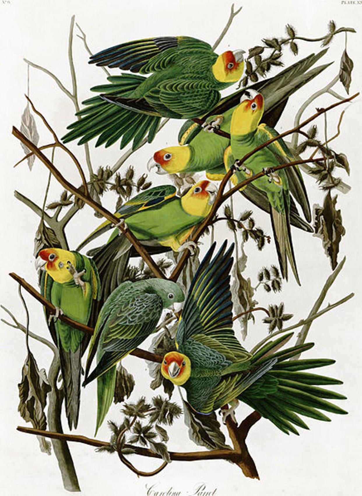 <span class="caption">John James Audubon's 'Carolina Parakeets.'</span> <span class="attribution"><a class="link " href="https://en.wikipedia.org/wiki/File:AudubonCarolinaParakeet2.jpg" rel="nofollow noopener" target="_blank" data-ylk="slk:Wikimedia Commons;elm:context_link;itc:0;sec:content-canvas">Wikimedia Commons</a></span>