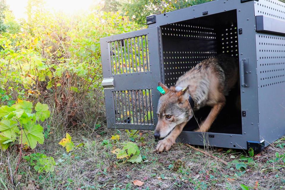 In this Sept. 26, 2018, file photo provided by the National Park Service, a 4-year-old female gray wolf emerges from her cage as it is released at Isle Royale National Park in Michigan.