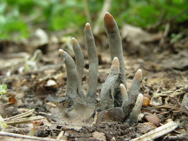 <p>Xylaria polymorpha, conocida como los dedos del hombre muerto, es un hongo sapróbico que suele crecer en zonas boscosas, fundamentalmente en las bases de los troncos.<br>Foto: Reddit/unknown_name </p>