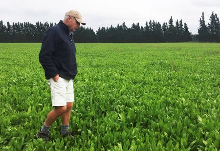 Farmer Dave Harper inspects a field of chicory herbs carefully selected for grazing a special variety of lamb known as "Te Mana lambs", bred for their high omega 3 content, on a farm in Windwhistle, New Zealand, March 14, 2019. REUTERS/Charlotte Greenfield/Files