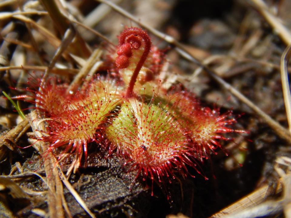 Botanists find carnivorous plant in Maryland, city spending $1,000 a day on leaking pool water in Kansas, and more