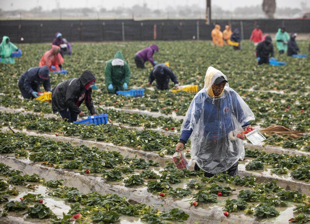 Farmworkers wear protective gear while picking strawberries 