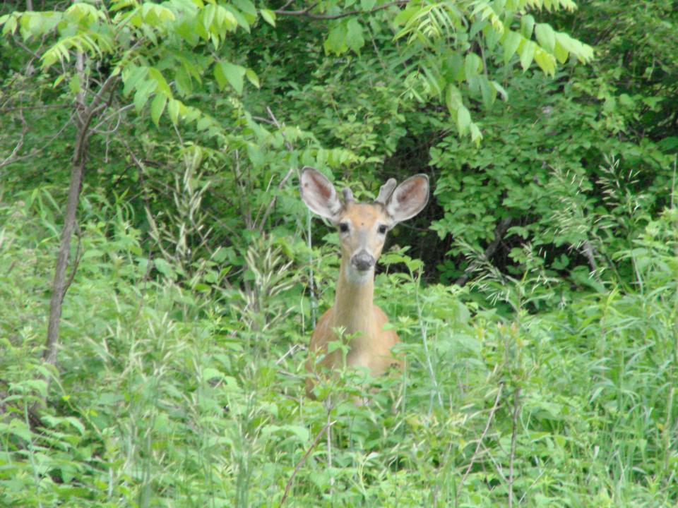 A young buck is seen in Sandyston Township in this file photo.  New Jersey Fish and Wildlife is in the process of changing its deer hunting regulations which will become effective in 2025.