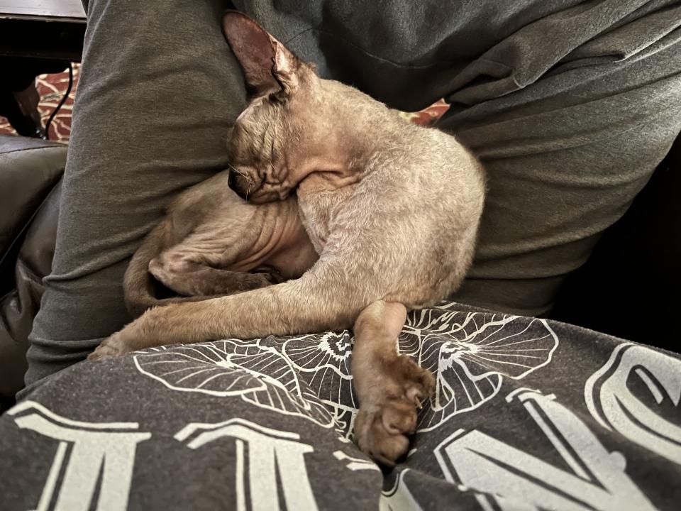 A hairless cat is curled up and asleep on a person's lap with their limbs in a weird, uncomfortable position