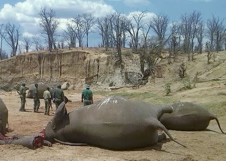 FILE PHOTO: A group of elephants, believed to have been killed by poachers, lie dead at a watering hole in Zimbabwe's Hwange National Park on October 26, 2015. REUTERS/Stringer/File Photo