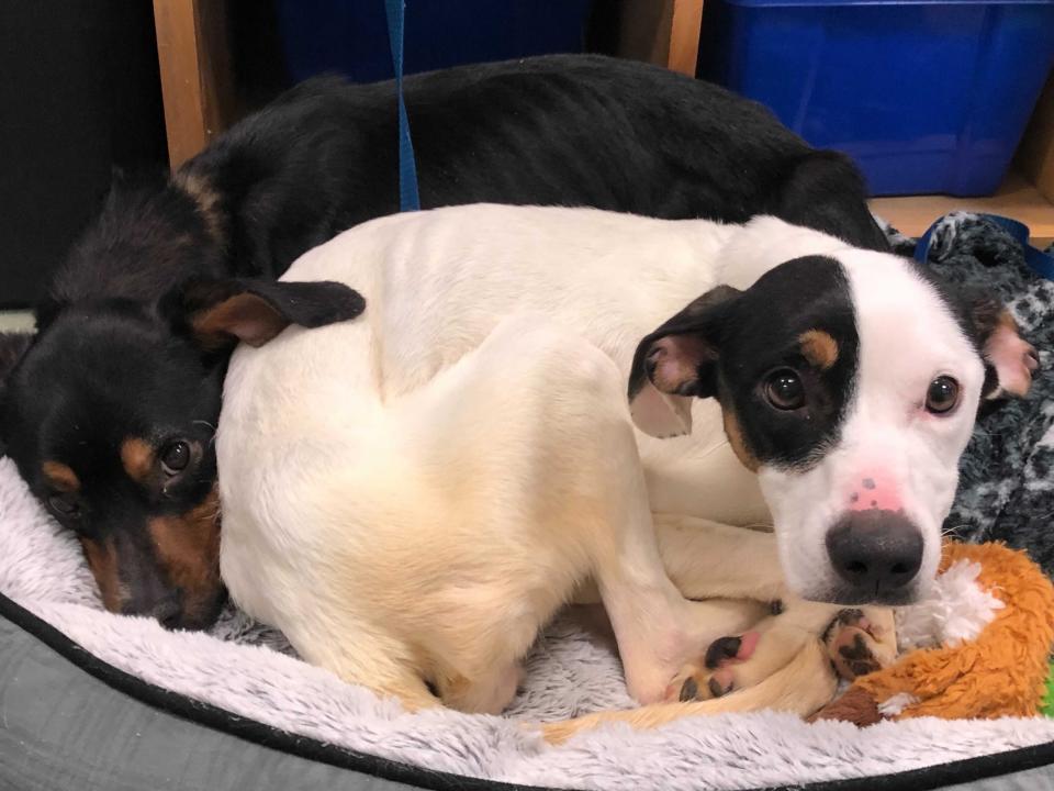 A reward is being offered by the Potter League for information related to two dogs that were abandoned in Portsmouth on Thanksgiving.