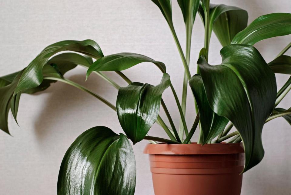 Aspidistra in a plastic pot