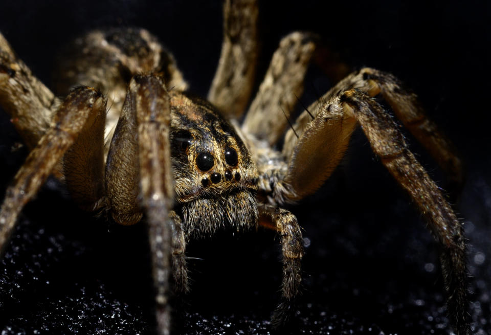 Macro image of a large wolf spider with eyes looking at camera.