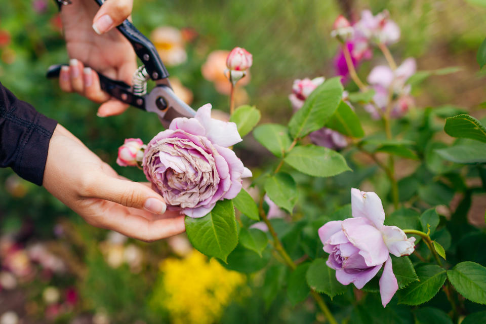 woman deadheading roses