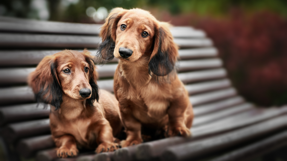 They are too precious<p>CC otsphoto/Shutterstock</p>