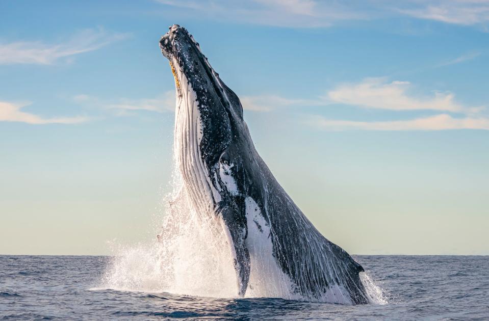 A breaching humpback whale.