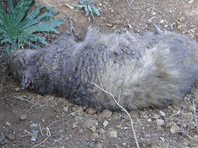 Another wombat which Ms Verdaak was forced to euthanise in NSW. Source: Wombat Rescue