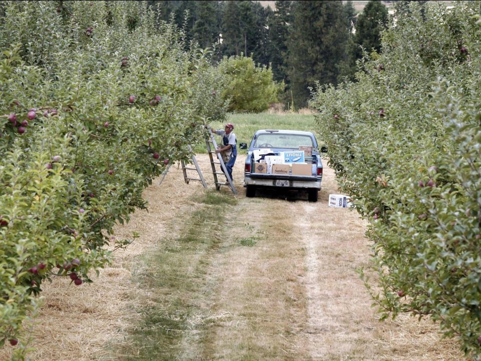 Apple growers begin picking their crop September 18, 2006 in Green Bluff, Washington. The annual apple harvest is underway in Washington State, the nation's top apple producer, generating nearly half of the U.S. apple crop.