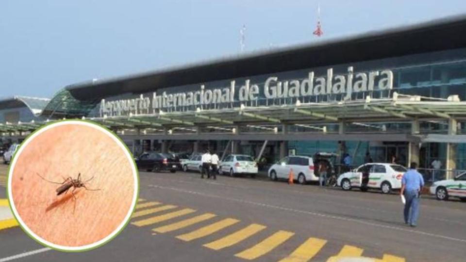 瓜達拉哈拉（Guadalajara）機場蚊子橫行。（圖／翻攝自elsoldeleon）