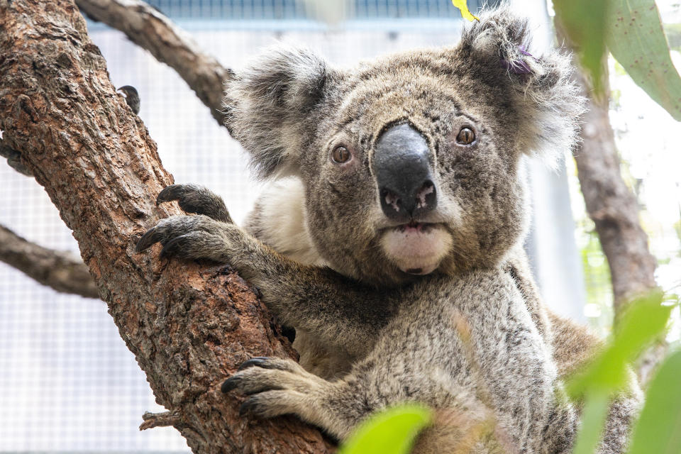 Purkunas the koala at Taronga Zoo's Wildlife Hospital in Sydney. The zoo has received a $1 million boost in the wake of the fires to continue its conservation efforts. (Photo: Jenny Evans via Getty Images)