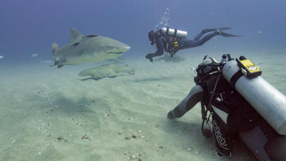 Screenshot from “Belly of the Beast: Feeding Frenzy”  - Shark Week 2023.