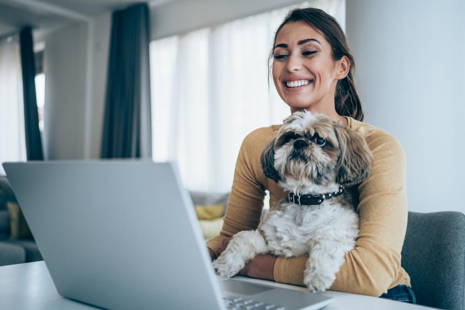 remote working Beautiful young woman working on laptop while her dog sits in her lap. Young woman working at home with her shih tzu. Businesswoman using laptop while she is in home isolation during coronavirus/COVID-19 quarantine.