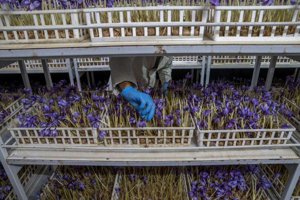 Shakir Ahmad Bhat, an employee of Advance Research Station For Saffron & Seed Spices, plucks crocus flowers, the stigma of which produces saffron, in Dussu, south of Srinagar, Indian controlled Kashmir, on Oct. 29, 2022. As climate change impacts the production of prized saffron in Indian-controlled Kashmir, scientists are shifting to a largely new technique for growing one of the world’s most expensive spices in the Himalayan region: indoor cultivation. Results in laboratory settings have been promising, experts say, and the method has been shared with over a dozen traditional growers. (AP Photo/Dar Yasin)