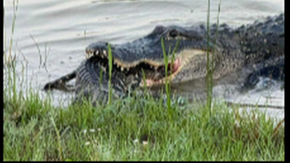 El cocodrilo se sumergió en el agua con el otro cocodrilo en la boca, dijo Sue Edwards. Sue Edwards