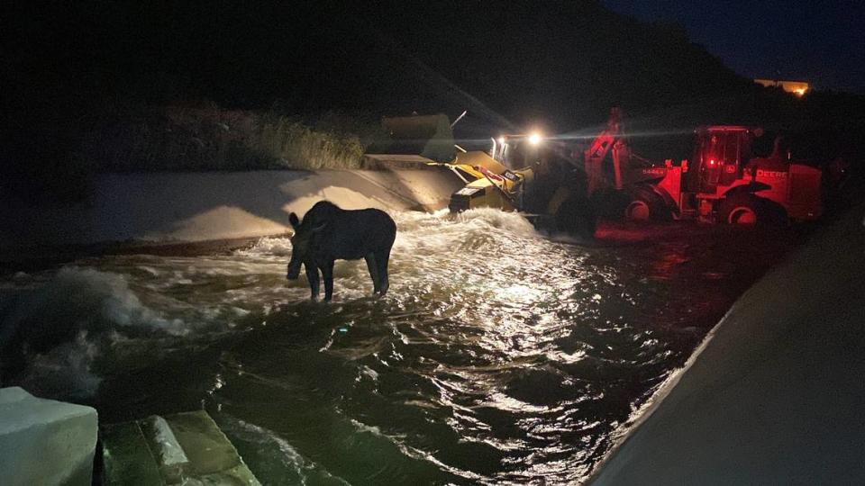 Moose in canal